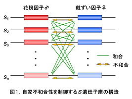 図１　自家不和合成を制御するS遺伝子座の構造