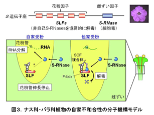 図３　ナス科・バラ科植物の自家不和合成の分子機構モデル