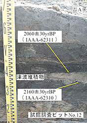 図２　津波堆積物とそれを挟む堆積層の放射性炭素年代