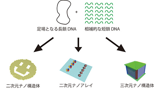 図1　DNA折り紙法の概念図。一本鎖の長鎖環状DNAを短い相補的なDNA鎖を多数利用して折り畳むことで、二次元や三次元のナノ構造体を自在に作成することができる。