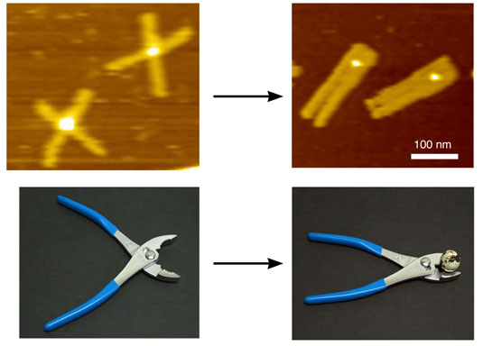 図2 標的タンパク分子を１分子だけ摘んで構造変化する「DNA折り紙ペンチ」の原子間力顕微鏡像。
