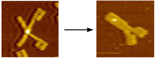 図3 「DNA折り紙鉗子」の原子間力顕微鏡像。
