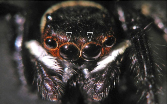 図1　ハエトリグモの主眼（矢じり）