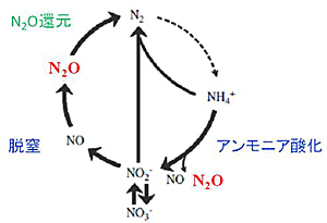 窒素サイクルと一酸化二窒素の生成