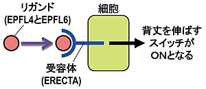 リガンドであるEPFL4とEPFL6が、細胞表面でアンテナのように存在する受容体のERECTAに作用すると、背丈が伸びるスイッチがONになる