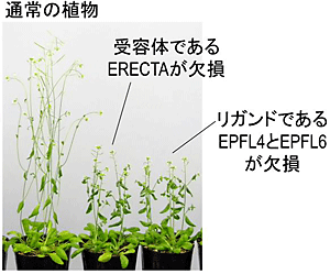 通常のシロイヌナズナとくらべて、受容体であるERECTAやリガンドであるEPFL4とEPFL6が無くなった植物では背丈が特異的に低くなる
