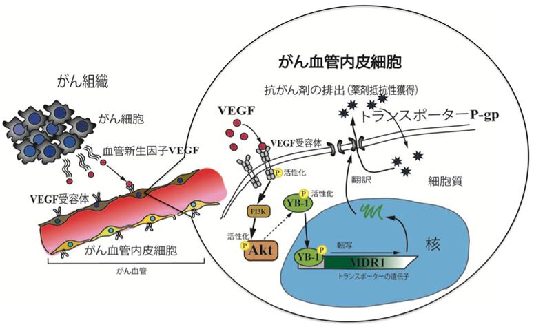 図２　がんから分泌された因子によるがんの血管内皮細胞内のシグナル活性化と特異マーカー（この場合はトランスポーター）の発現亢進　(Akiyama et al. Am J Pathol 2012より改変)