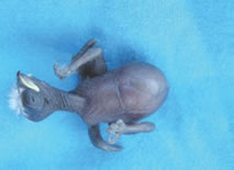 写真：アカメテリカッコウのヒナ