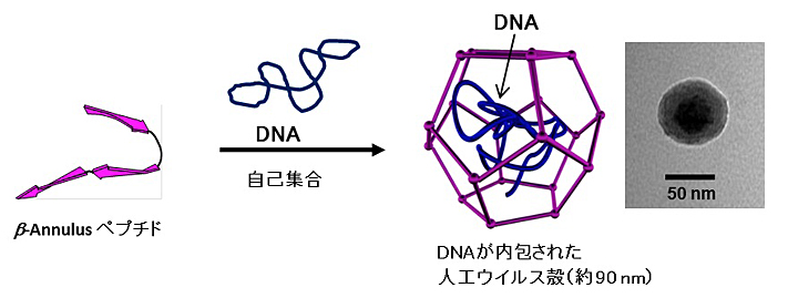 日本学術振興会