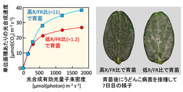 苗生産における生態的トレードオフの解明と環境制御への応用