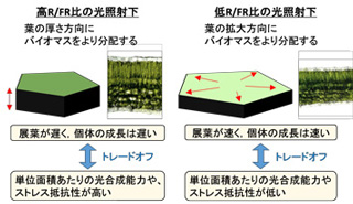 苗生産における生態的トレードオフの解明と環境制御への応用