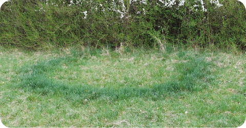 フェアリー化合物 フェアリーリング 妖精の輪 の妖精の正体は