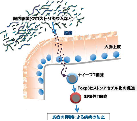 腸内細菌由来物質による免疫恒常性維持機構の発見