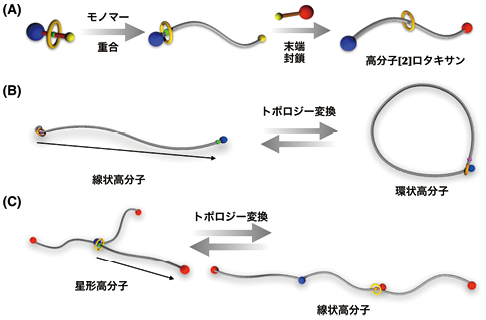高分子鎖の空間連結が産み出すトポロジー変換可能な高分子