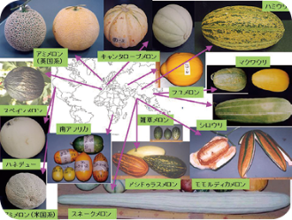 東アジアに渡来 起源した作物資源の多様性を探る 東アジアに渡来 起源した作物資源の多様性を探る