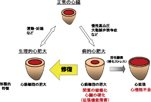 心筋可塑性の制御機構解明を目指して